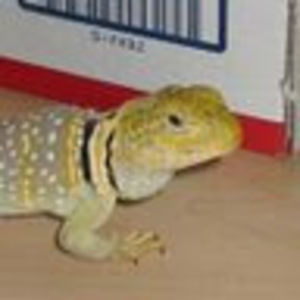 Meet your Posher, Randi